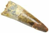 Fossil Spinosaurus Tooth - Real Dinosaur Tooth #361266-1